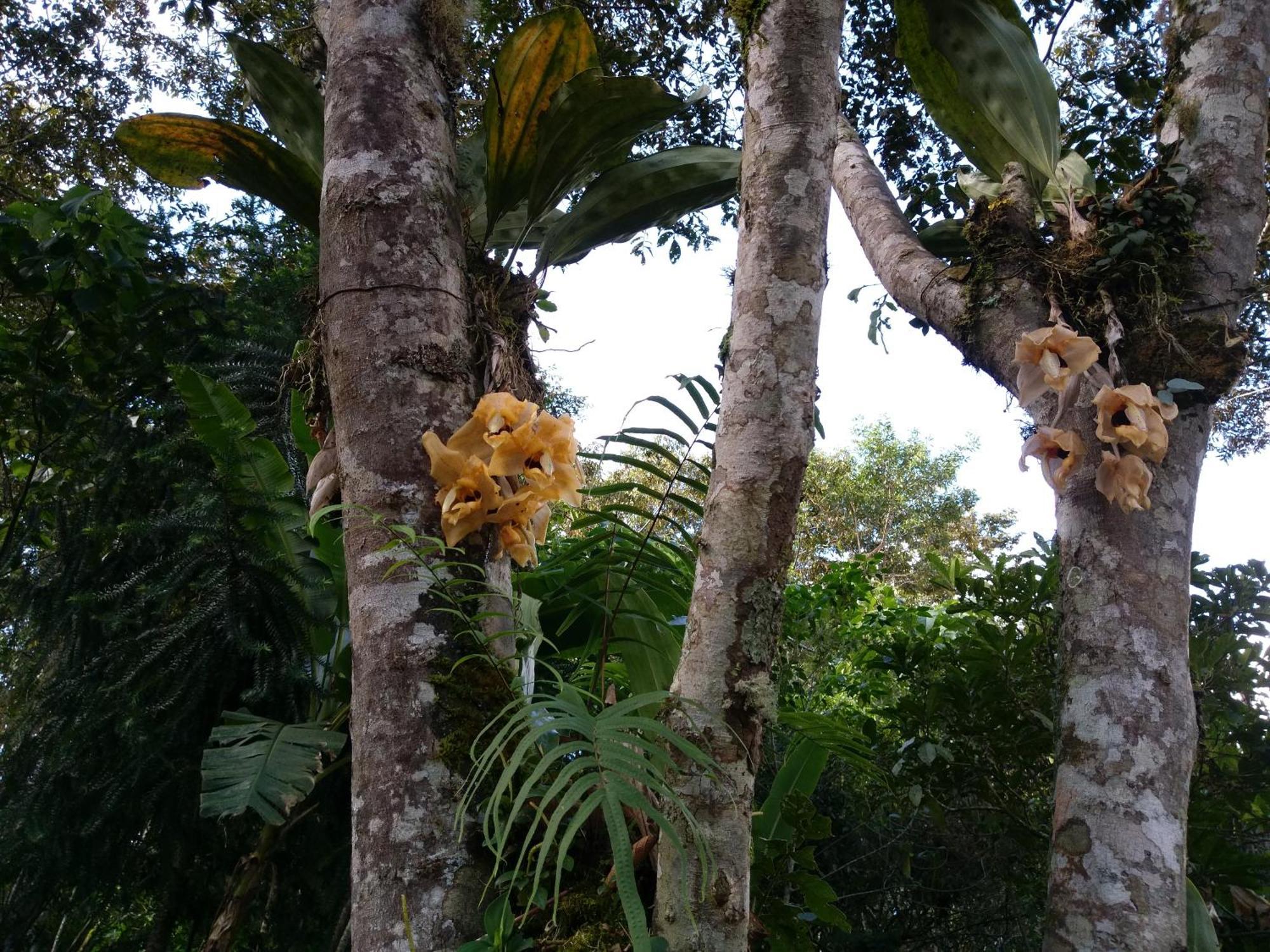 Refugio De Orquideas Villa Oxapampa Exterior photo