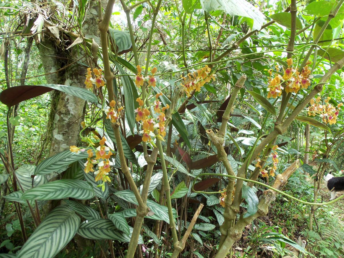 Refugio De Orquideas Villa Oxapampa Exterior photo